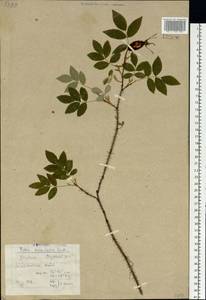 Rosa acicularis Lindl., Siberia, Yakutia (S5) (Russia)