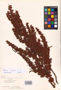 Rumex crispus L., Eastern Europe, Estonia (E2c) (Estonia)