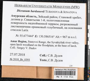 Dicranum bardunovii Tubanova & Ignatova, Bryophytes, Bryophytes - Russian Far East (excl. Chukotka & Kamchatka) (B20) (Russia)