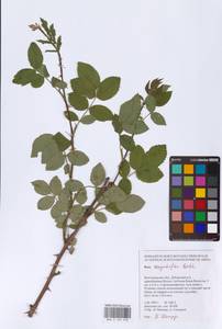 Rosa corymbifera Borkh., Eastern Europe, Lower Volga region (E9) (Russia)