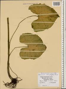 Doronicum macrophyllum Fisch., Caucasus, North Ossetia, Ingushetia & Chechnya (K1c) (Russia)