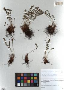 Woodsia ilvensis (L.) R. Br., Siberia, Altai & Sayany Mountains (S2) (Russia)