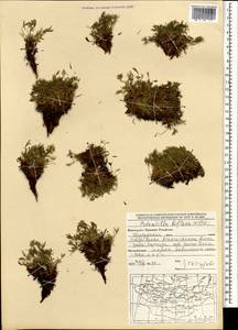 Potentilla biflora Willd. ex Schltdl., Mongolia (MONG) (Mongolia)