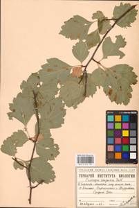 Crataegus sanguinea Pall., Eastern Europe, Eastern region (E10) (Russia)