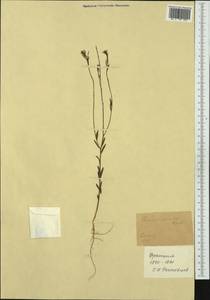 Thymelaea passerina (L.) Coss. & Germ., Western Europe (EUR) (France)