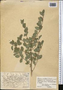 Lonicera korolkowii Stapf, Middle Asia, Pamir & Pamiro-Alai (M2) (Tajikistan)