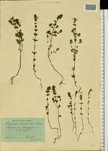 Euphrasia ×vernalis List, Eastern Europe, Eastern region (E10) (Russia)