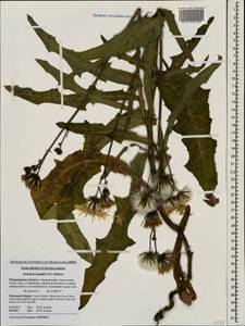 Sonchus arvensis subsp. humilis (N. I. Orlova) Tzvelev, Eastern Europe, Northern region (E1) (Russia)