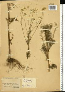 Tripleurospermum inodorum (L.) Sch.-Bip, Eastern Europe, Lower Volga region (E9) (Russia)