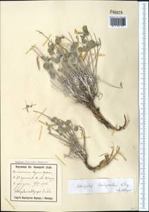 Astragalus brachyrachis Popov, Middle Asia, Syr-Darian deserts & Kyzylkum (M7) (Uzbekistan)