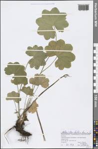 Alchemilla baltica Sam. ex Juz., Eastern Europe, Volga-Kama region (E7) (Russia)