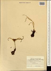 Colchicum trigynum (Steven ex Adam) Stearn, Caucasus, Stavropol Krai, Karachay-Cherkessia & Kabardino-Balkaria (K1b) (Russia)