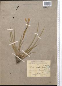 Iris ensata Thunb., Middle Asia, Pamir & Pamiro-Alai (M2)