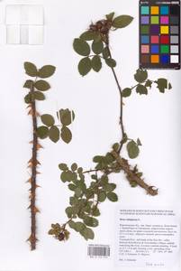 Rosa rubiginosa L., Eastern Europe, Central forest-and-steppe region (E6) (Russia)