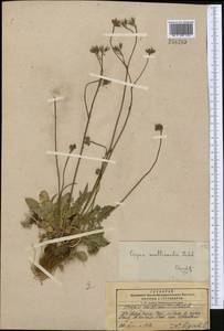 Crepis multicaulis Ledeb., Middle Asia, Pamir & Pamiro-Alai (M2) (Kyrgyzstan)