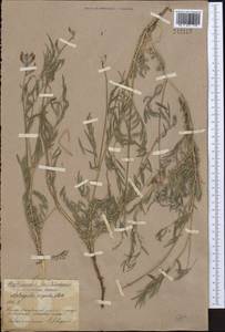 Astragalus varius S.G.Gmel., Middle Asia, Northern & Central Kazakhstan (M10) (Kazakhstan)