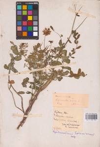 Coronilla varia L., Eastern Europe, Middle Volga region (E8) (Russia)