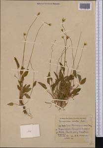 Parnassia laxmannii Pall. ex Schult., Middle Asia, Pamir & Pamiro-Alai (M2) (Uzbekistan)