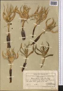 Colchicum robustum (Bunge) Stef., Middle Asia, Northern & Central Tian Shan (M4) (Kazakhstan)
