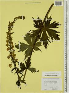 Aconitum orientale Mill., Caucasus, South Ossetia (K4b) (South Ossetia)