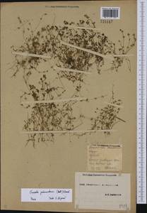 Cruciata pedemontana (Bellardi) Ehrend., Eastern Europe, South Ukrainian region (E12) (Ukraine)