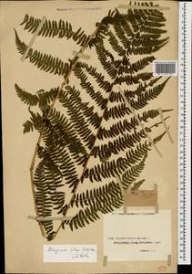 Athyrium filix-femina (L.) Roth, Caucasus, Georgia (K4) (Georgia)