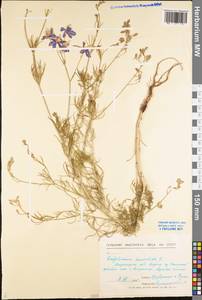 Delphinium consolida subsp. consolida, Eastern Europe, Central forest-and-steppe region (E6) (Russia)