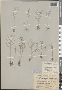 Draba nuda (Bél. ex Boiss.) Al-Shehbaz & M.Koch, Middle Asia, Western Tian Shan & Karatau (M3) (Uzbekistan)