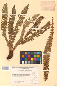 Polystichum lonchitis (L.) Roth, Siberia, Chukotka & Kamchatka (S7) (Russia)