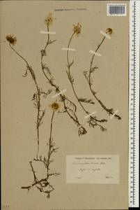 Tripleurospermum caucasicum (Willd.) Hayek, South Asia, South Asia (Asia outside ex-Soviet states and Mongolia) (ASIA) (Turkey)
