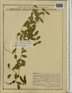 Lathyrus japonicus Willd., Eastern Europe, Northern region (E1) (Russia)