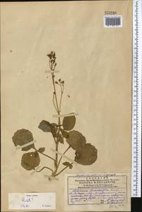 Valeriana ficariifolia Boiss., Middle Asia, Western Tian Shan & Karatau (M3) (Kazakhstan)