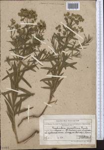 Euphorbia virgata Waldst. & Kit., Middle Asia, Northern & Central Tian Shan (M4) (Kazakhstan)