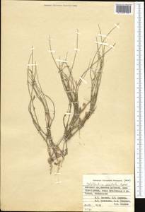 Goldbachia pendula Botsch., Middle Asia, Pamir & Pamiro-Alai (M2) (Kyrgyzstan)