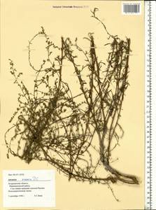 Artemisia arenaria DC., Eastern Europe, Lower Volga region (E9) (Russia)