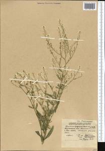 Lepidium ferganense Korsh., Middle Asia, Northern & Central Tian Shan (M4) (Kyrgyzstan)