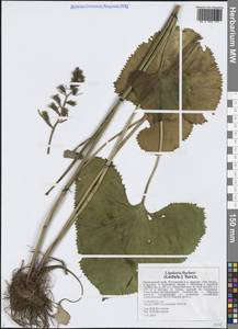 Ligularia fischeri (Ledeb.) Turcz., Siberia, Russian Far East (S6) (Russia)