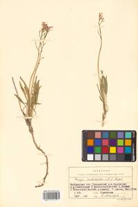 Parrya nudicaulis (L.) Regel, Siberia, Chukotka & Kamchatka (S7) (Russia)