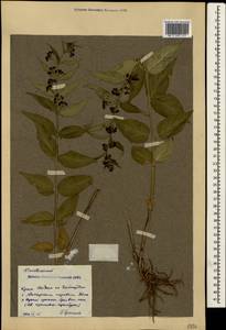 Vincetoxicum scandens × schmalhausenii, Crimea (KRYM) (Russia)