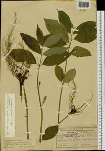 Vincetoxicum ascyrifolium Franch. & Sav., Siberia, Russian Far East (S6) (Russia)