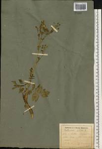 Pastinaca sativa L., Eastern Europe, North Ukrainian region (E11) (Ukraine)