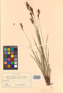 Carex gmelinii Hook. & Arn., Siberia, Russian Far East (S6) (Russia)