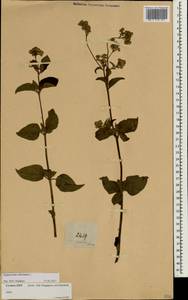 Chromolaena odorata (L.) R. King & H. Rob., South Asia, South Asia (Asia outside ex-Soviet states and Mongolia) (ASIA) (Singapore)