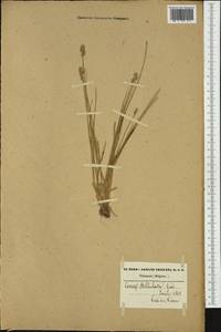 Carex echinata Murray, Western Europe (EUR) (Belgium)