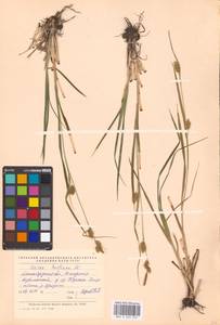 Carex hostiana DC., Eastern Europe, North-Western region (E2) (Russia)