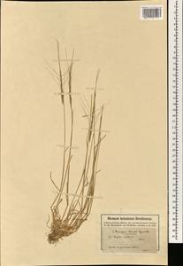 Aegilops caudata L., South Asia, South Asia (Asia outside ex-Soviet states and Mongolia) (ASIA) (Turkey)