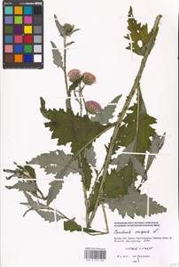 Carduus crispus L., Eastern Europe, Moscow region (E4a) (Russia)