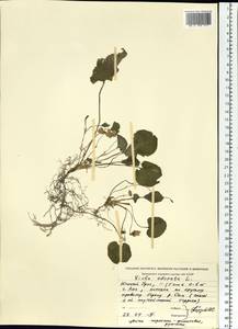 Viola odorata L., Eastern Europe, Eastern region (E10) (Russia)