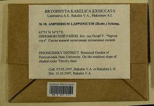 Amphidium lapponicum (Hedw.) Schimp., Bryophytes, Bryophytes - Karelia, Leningrad & Murmansk Oblasts (B4) (Russia)