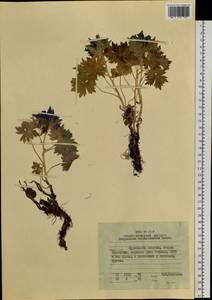 Delphinium brachycentrum Ledeb., Siberia, Russian Far East (S6) (Russia)